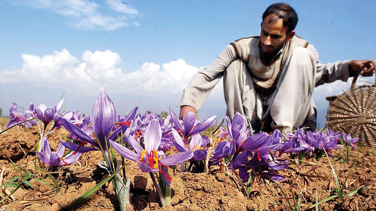 Decline of Kashmiri saffron production Farmers switch to other crops
